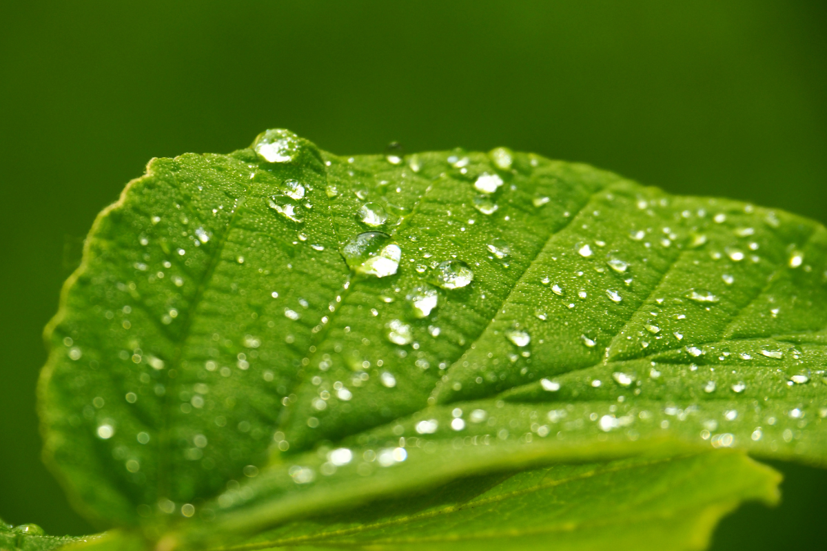 Análisis de coadyuvante